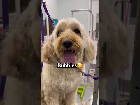 Which nickname is your favorite? ✨🐾#nickname #dognicknames #vetmed #vetlife #pets #animalhealth