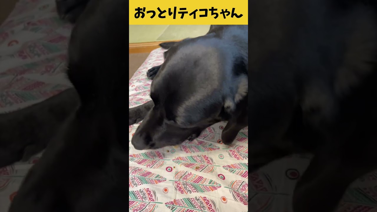 【ASMR おっとりティコちゃん30】カエルの足ジャーキーをバリバリ食べるおっとりティコちゃんの咀嚼音/Raw Feeding Dogs asmr #shorts #爆速レミちゃん #asmr