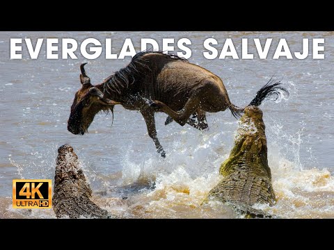 EVERGLADES SALVAJE - Depredadores sigilosos en el reino del pantano #animalessalvajes