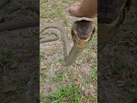 บักจ่อน จงอางหนีเที่ยว #kingcobra #cobra