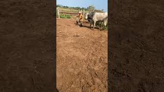 o vaqueiro sabe das reza forte