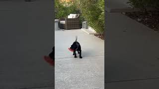 Video preview image #1 Labrador Retriever-Retriever  Mix Puppy For Sale in Corona, CA, USA