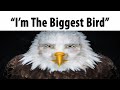 I M The Biggest Bird
