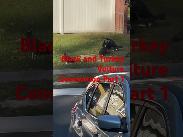 Vídeo relacionado con Vulture Family Sunglasses Graphic Cool Bird Lover Vultures Sudadera