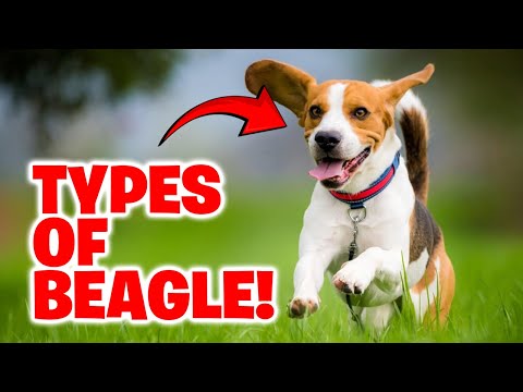 Discover the 3 Beagle Breeds You Didn't Know Existed
