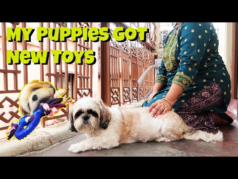 Puppies Got New Toys | A Rainy Day In Kolkata