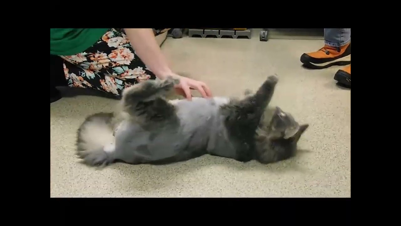 Enlarge REBEL, a Adoptable Domestic Long Hair in Ironwood, MI video 3/3