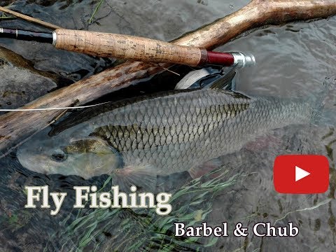 Spring Fly Fishing : Chub & Barbel | Jarné Muškárenie