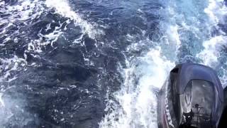 preview picture of video 'BLACKFISH racing with ORCAS 2014'