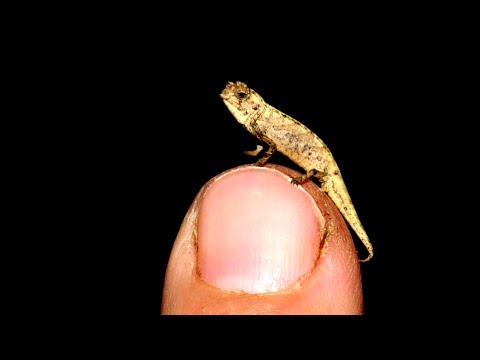 Scientists Just Discovered the World’s Smallest Reptile