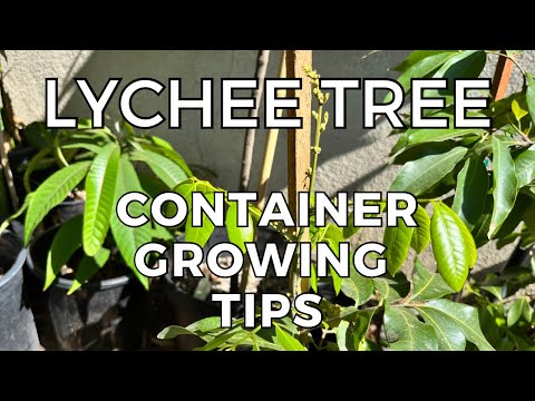 , title : 'Lychee Tree growing in Containers - Tips and Tricks I use'