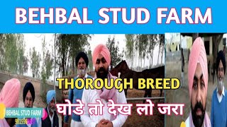 preview picture of video 'THOROUGH BREED घोडे तो देख लो जरा |  Behbal Stud Farm | part-2'