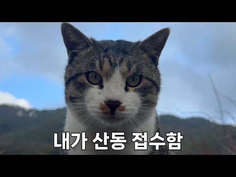 새로운 대장냥이의 등장으로 두려움에 떨고있는 마당냥이들