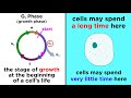 The Cell Cycle And Its Regulation