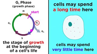 The Cell Cycle and its Regulation
