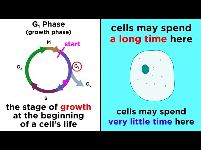 Understanding the Cell Cycle and Its Regulation | Magica