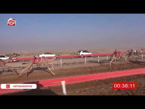 ش 19 (سلوى) لـ أبو قرون السوداني 2:12:37 , شارة الصندوق 2026/06/13 فطامين الوقن    