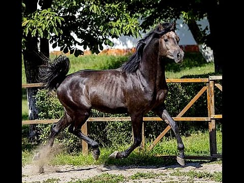 Prize Tersk - Moment x Pianistka (Angleter) in Tersk Stud - spring 2020