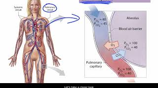 Partial Pressure and the Diffusion of Gases in Blood