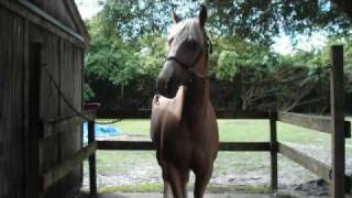 Horses- The Warren Brothers