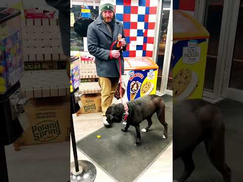 Part-2: “Sancho Poncho” A Beautiful Well Trained Dog & Daddy!!! Glen Head, LI, NY, USA. 01/10/2023.