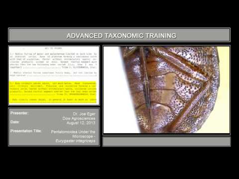 Pentatomoidea under the microscope - <em>Eurygaster integriceps</em>