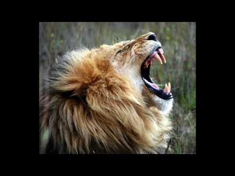 Fikir Amlak & King Alpha - Haffi Roar & Haffi Dub