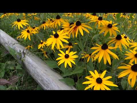 Domokos Tony - Szüless újjá 🌅🤩✌️ 🤗 💖🎁💫🎵 🎶♻️