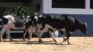 Vídeo 173 - 1ª ETAPA MEGA LIQUIDAÇÃO TOTAL AGROPECUÁRIA MARAJOARA - DIA 4 | GADO GIROLANDO E HOLANDÊS