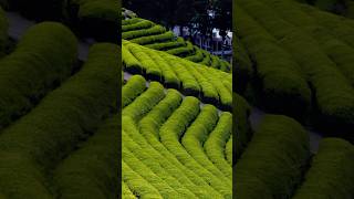 Campo di tè verde | Boseong Daehan Dawon | Viaggio di guarigione