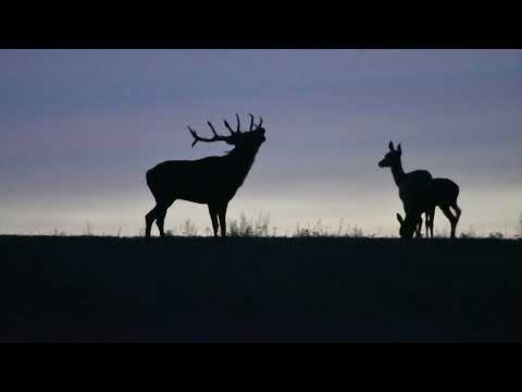 Brame du cerf dans le Nord de l'Indre, saison 2023...