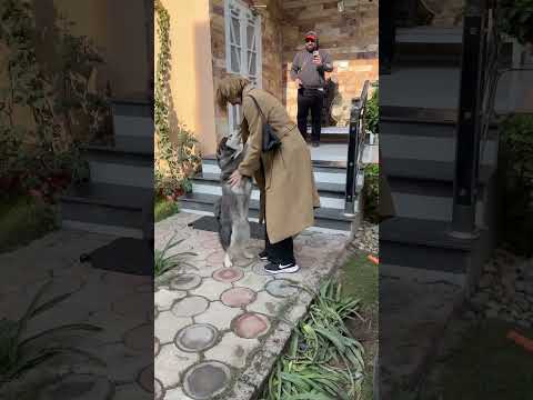 #huskyworldwide# #puppy #Zulai,s love ❤️