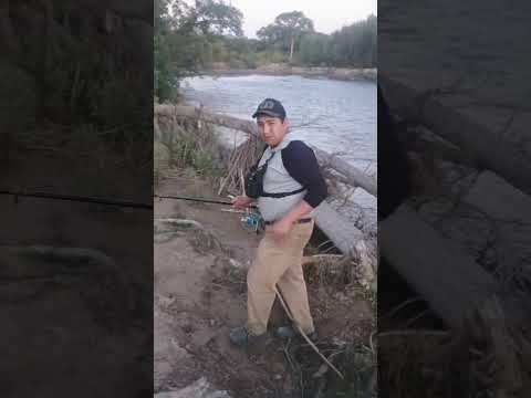lindo bagre en aguas calientes jujuy 🎣🐟 #fishing #pesca #bagres #pescador #rios