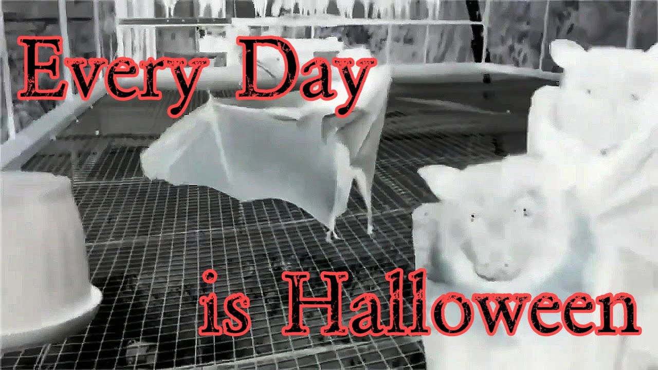 "Every Day is Halloween" by Ministry