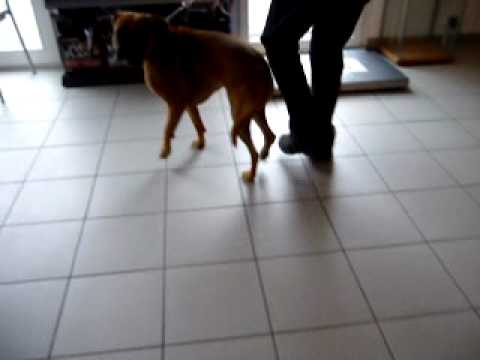 comment soulager la dysplasie du chien