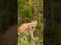 #shorts Beautiful Leopard/Most Beautiful Leopard In The World/4k Ultra hd/Natural Scenes 4k #leopard