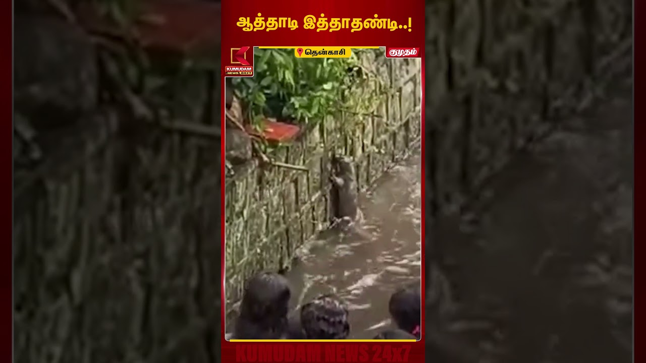 வெள்ளநீரில் அடித்து வந்த உடும்பு.. குற்றாலத்தில் சுற்றுலா பயணிகள் அதிர்ச்சி! | Tenkasi | KumudamNews