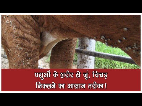 पशुओं के शरीर से जूं, चिचड़ निकलने का आसान तरीका!