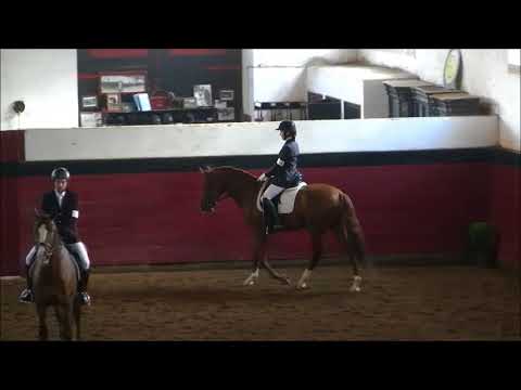 Ídolo d'Atela | Aprovação de Garanhões (Coimbra)