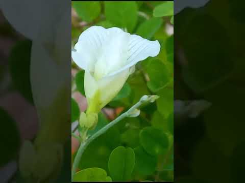 Terrace garden flowers.
