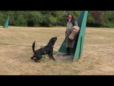 #9 Rottweiler Protection Training