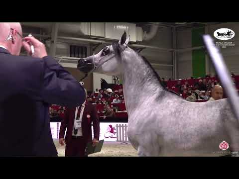N 108 MISTRAL KALLISTE   World Arabian Horse Championship 2022   PARIS   Senior Stallions Section A