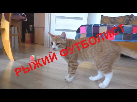 Забавый КОТ играет с хвостом  Кот играет в мяч  Это надо видеть