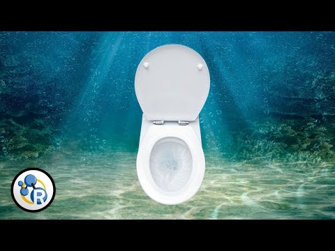 在海里撒尿可以嗎？- 反應 (Is it OK to Pee in the Ocean? - Reactions)