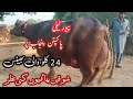 Top Nili High Milking Buffalo for sale in Punjab Pakistan on YouTube | 29 Aug 2023 | 03089102811