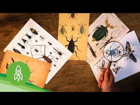 In Search of Undiscovered Insects