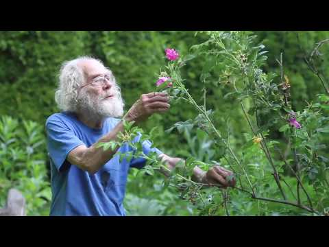 Beach Rose (Rosa rugosa)
