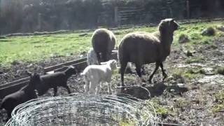 preview picture of video 'Dizzard Flock of Zwartbles cross Jacob and Texel put to Charollais ram'