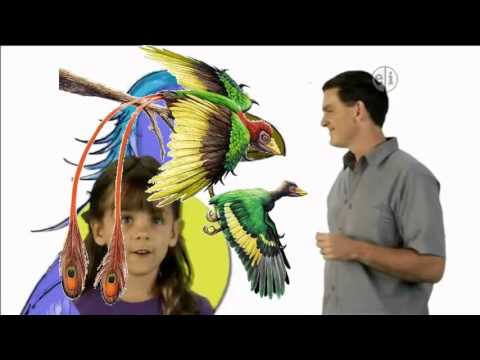 download lagu mp3 mp4 Confuciusornis Dinosaur Train, download lagu Confuciusornis Dinosaur Train gratis, unduh video klip Confuciusornis Dinosaur Train