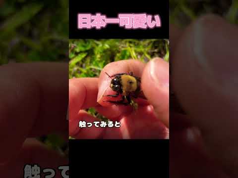 マルハナバチは複雑な感覚的理解を持っています